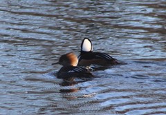 Lophodytes cucullatus