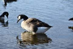 Branta canadensis