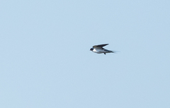 Hirundo leucosoma
