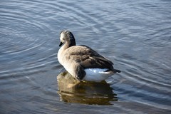 Branta canadensis
