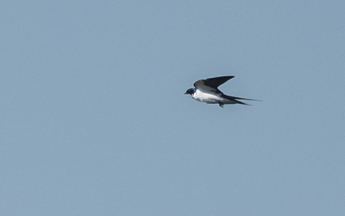 Pied-winged Swallow