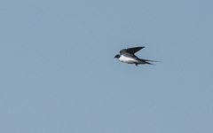 Hirundo leucosoma