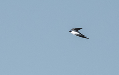 Hirundo leucosoma