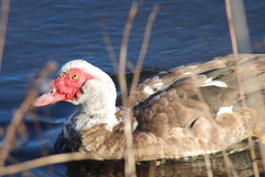 Cairina moschata domestica