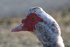 Cairina moschata domestica
