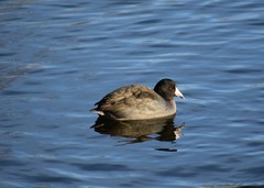 Fulica americana