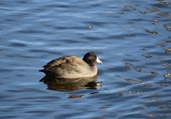 Fulica americana