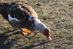 Cairina moschata domestica