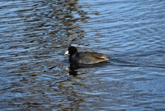 Fulica americana