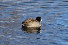 Fulica americana