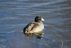 Fulica americana