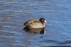 Fulica americana
