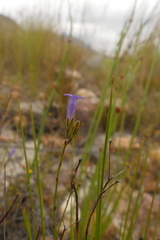 Siphocodon spartioides