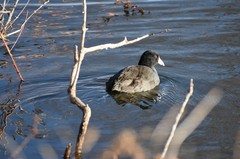 Fulica americana