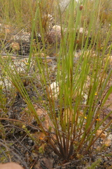 Siphocodon spartioides