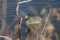 Fulica americana