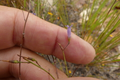 Siphocodon spartioides