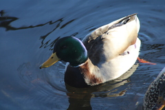 Anas platyrhynchos