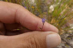 Siphocodon spartioides