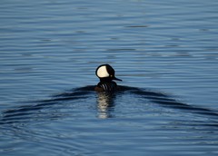 Lophodytes cucullatus