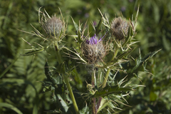 Cirsium pugnax