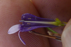 Siphocodon spartioides