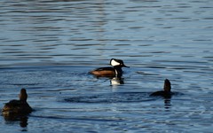 Lophodytes cucullatus