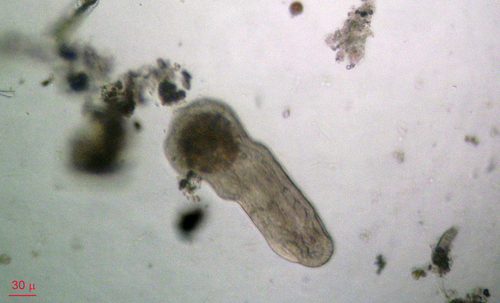 Microstomum lineare