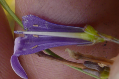 Siphocodon spartioides