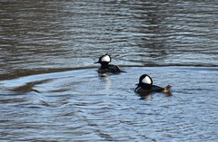 Lophodytes cucullatus