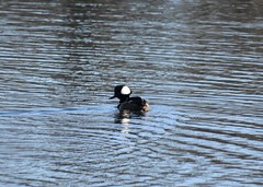 Lophodytes cucullatus