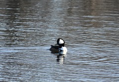 Lophodytes cucullatus