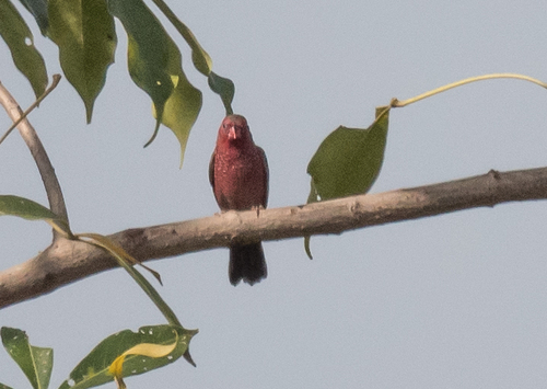 Bar-breasted Firefinch