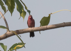 Lagonosticta rufopicta