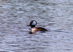 Lophodytes cucullatus