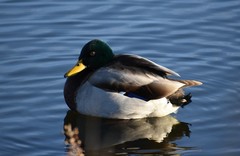 Anas platyrhynchos
