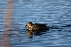 Anas platyrhynchos