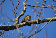 Colaptes auratus