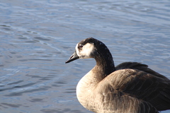 Anser anser × Branta canadensis