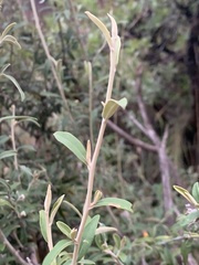 Tarchonanthus minor