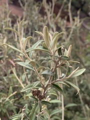 Tarchonanthus minor