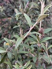 Tarchonanthus minor