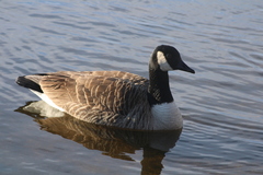 Branta canadensis