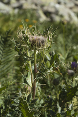 Cirsium pugnax