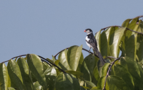 Pin-tailed Whydah