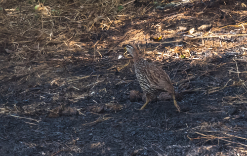 Double-spurred Spurfowl