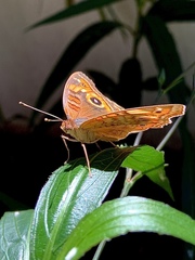 Junonia evarete