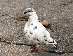 Columba livia domestica