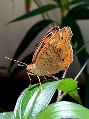 Junonia evarete
