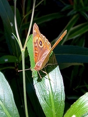 Junonia evarete